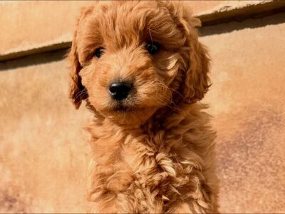 Cocoa! 5 Month Old Mini Goldendoodle - For Sale