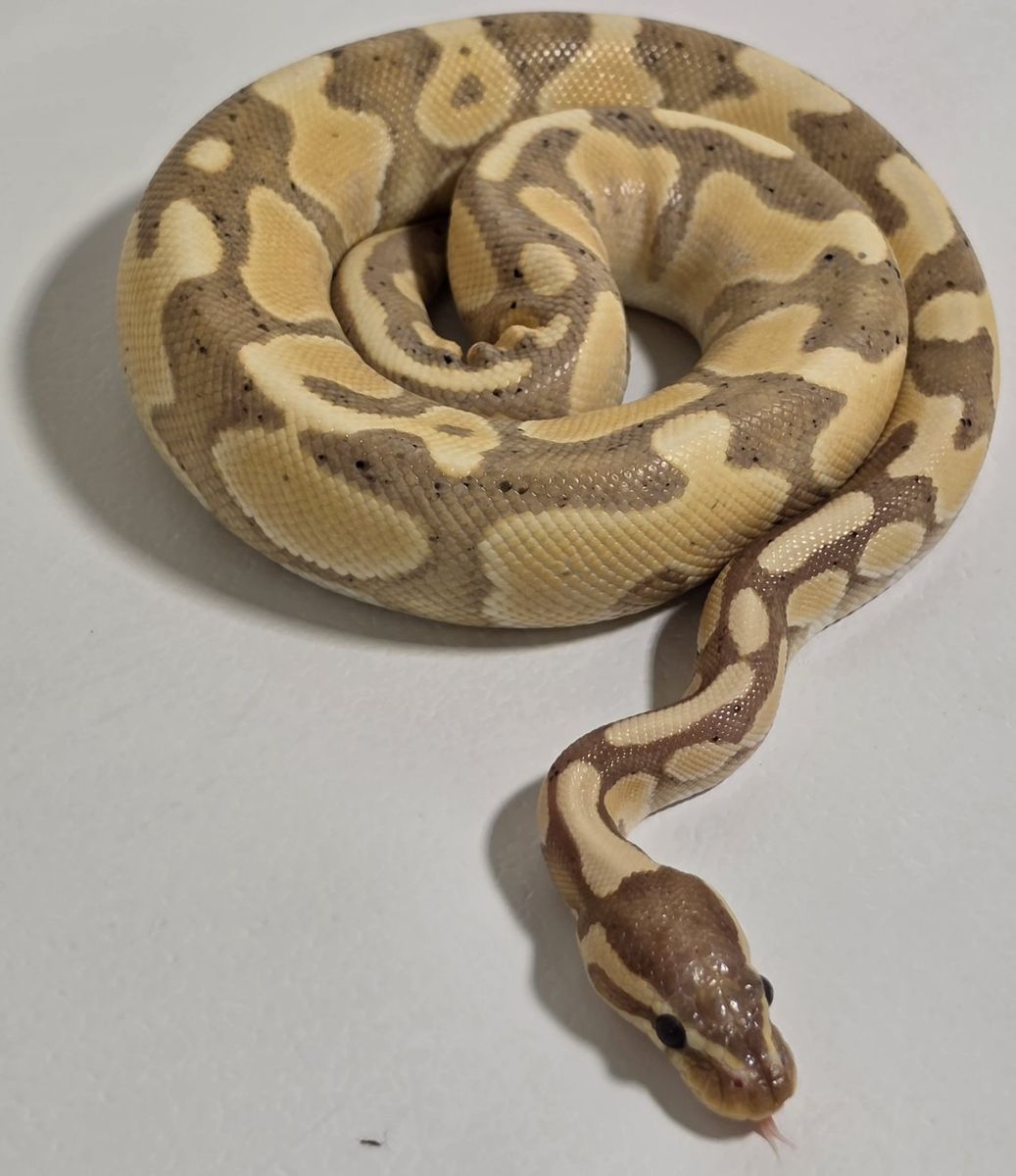 Banana Ball Python - Beautiful Pet Snake with Unique Patterning