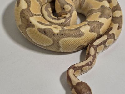Banana Ball Python - Beautiful Pet Snake with Unique Patterning