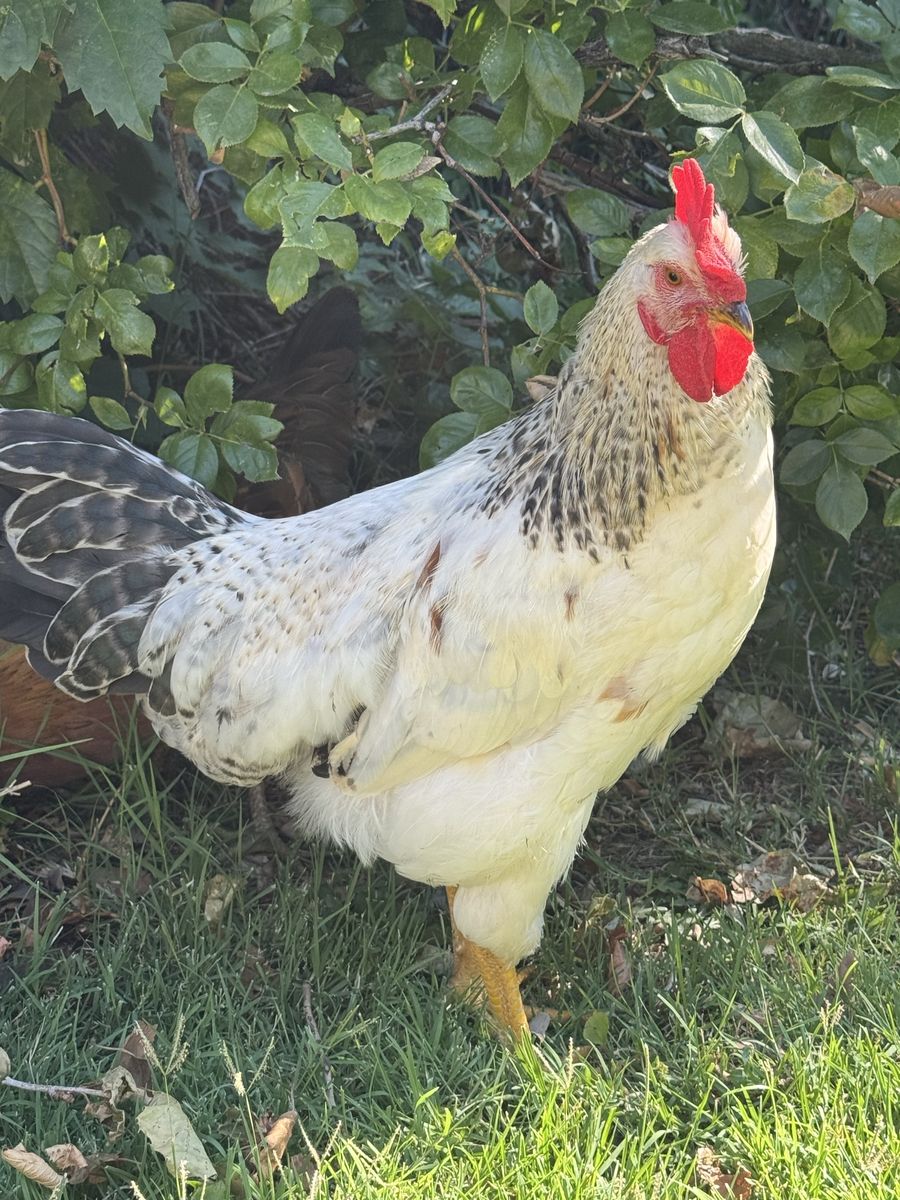 Home needed for rooster(s)