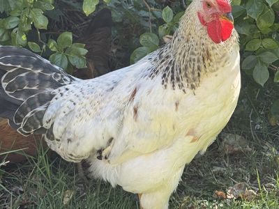 Home needed for rooster(s)