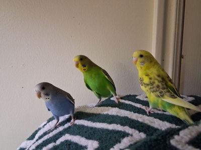 Baby parakeets