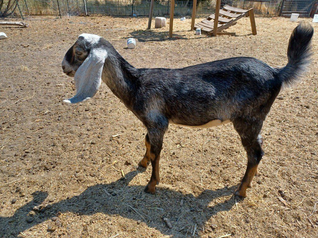 Nubian Kid Goats
