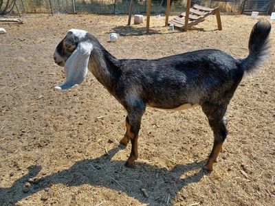 Nubian Kid Goats