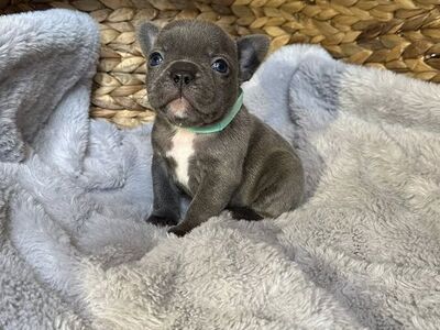 AKC French Bulldog Puppies