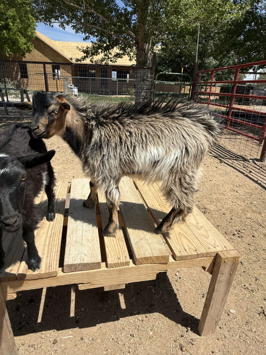 Billy Goat