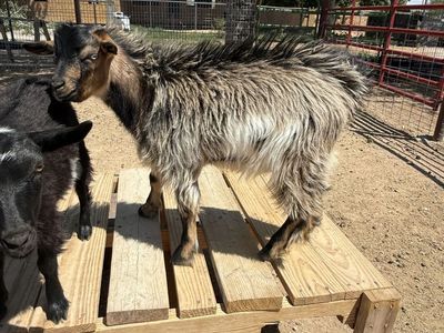 Billy Goat