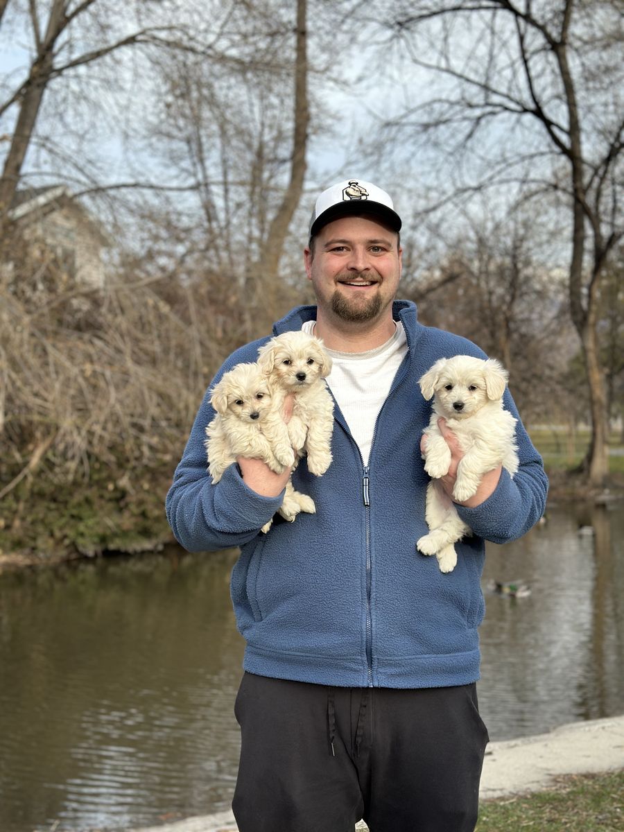 Tiny Toy Maltipoo Puppy Maltese Poodle Ready Now