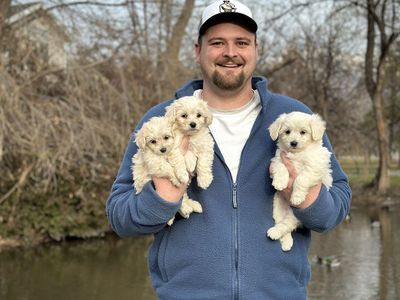 Tiny Toy Maltipoo Puppy Maltese Poodle Ready Now