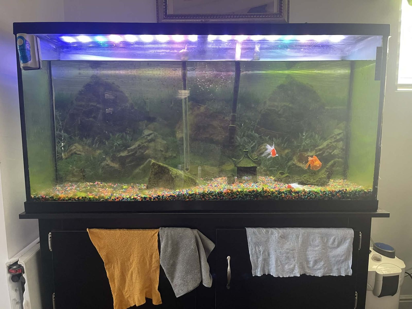 Fish Tank & Fish 60 gallon tank