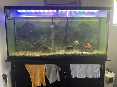 Fish Tank & Fish 60 gallon tank