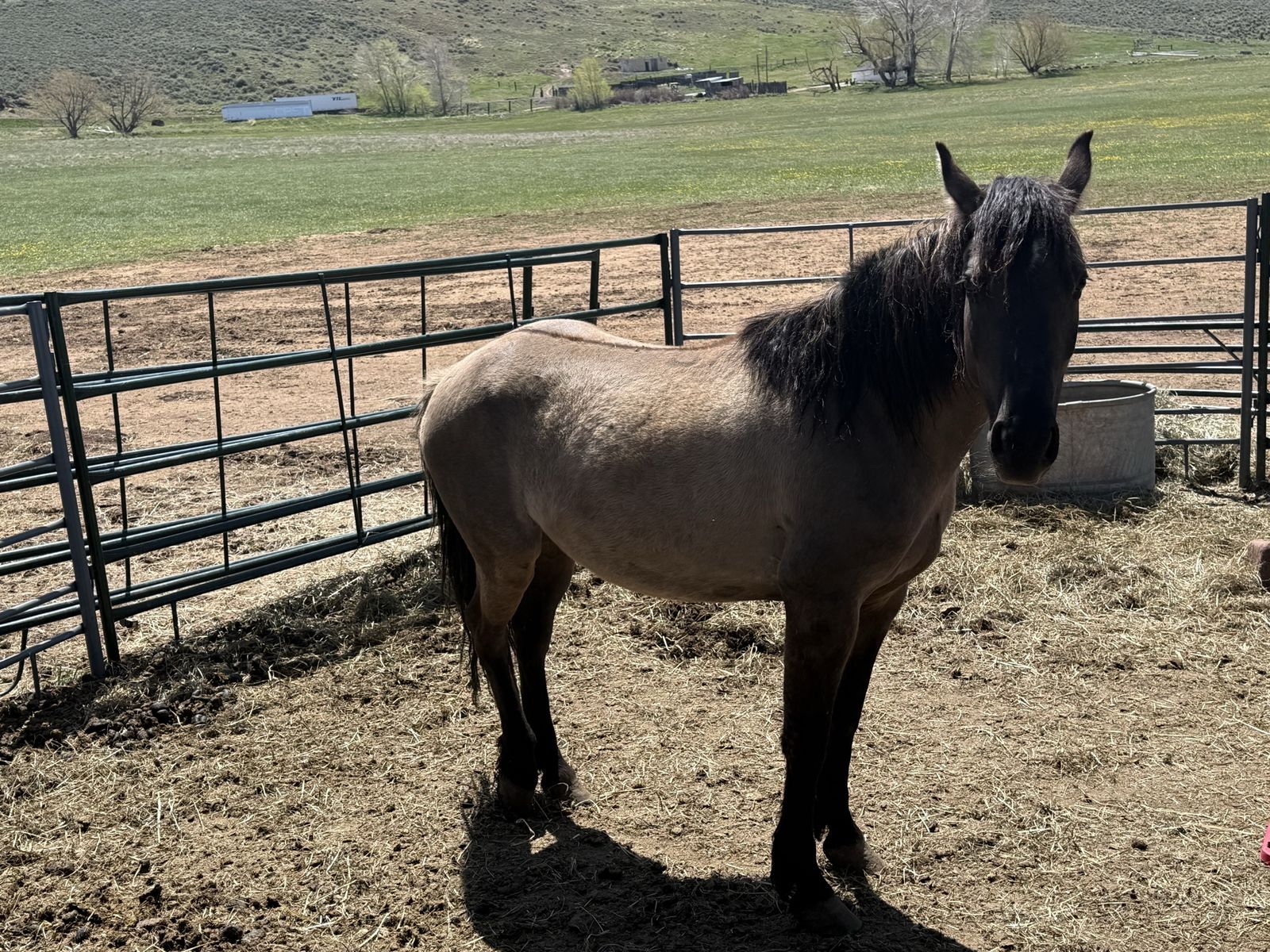 BLM Mustang Mare