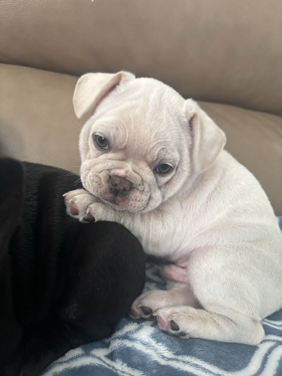 French bulldog puppies