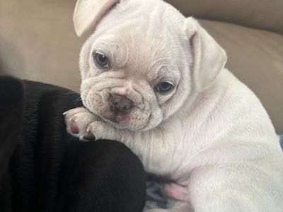 French bulldog puppies