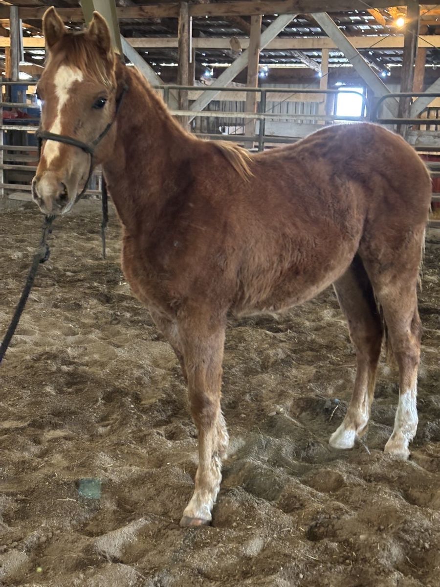 Yearlings And 2 Yr Olds