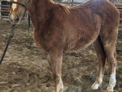 Yearlings And 2 Yr Olds
