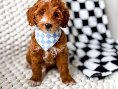 Multigenerational Mini Goldendoodle Puppies