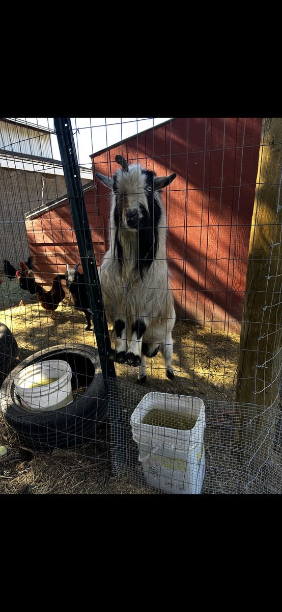 Stud Goats For Sale