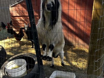 Stud Goats For Sale