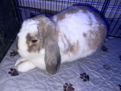 Holland lops (Two looking to rehome)