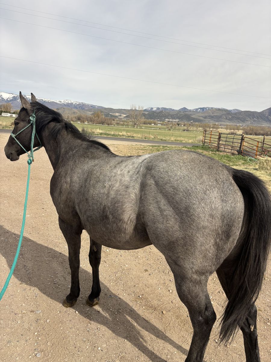 2024 AQHA Blue Roan Gleding
