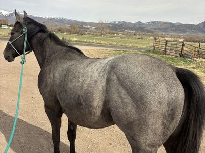2024 AQHA Blue Roan Gleding