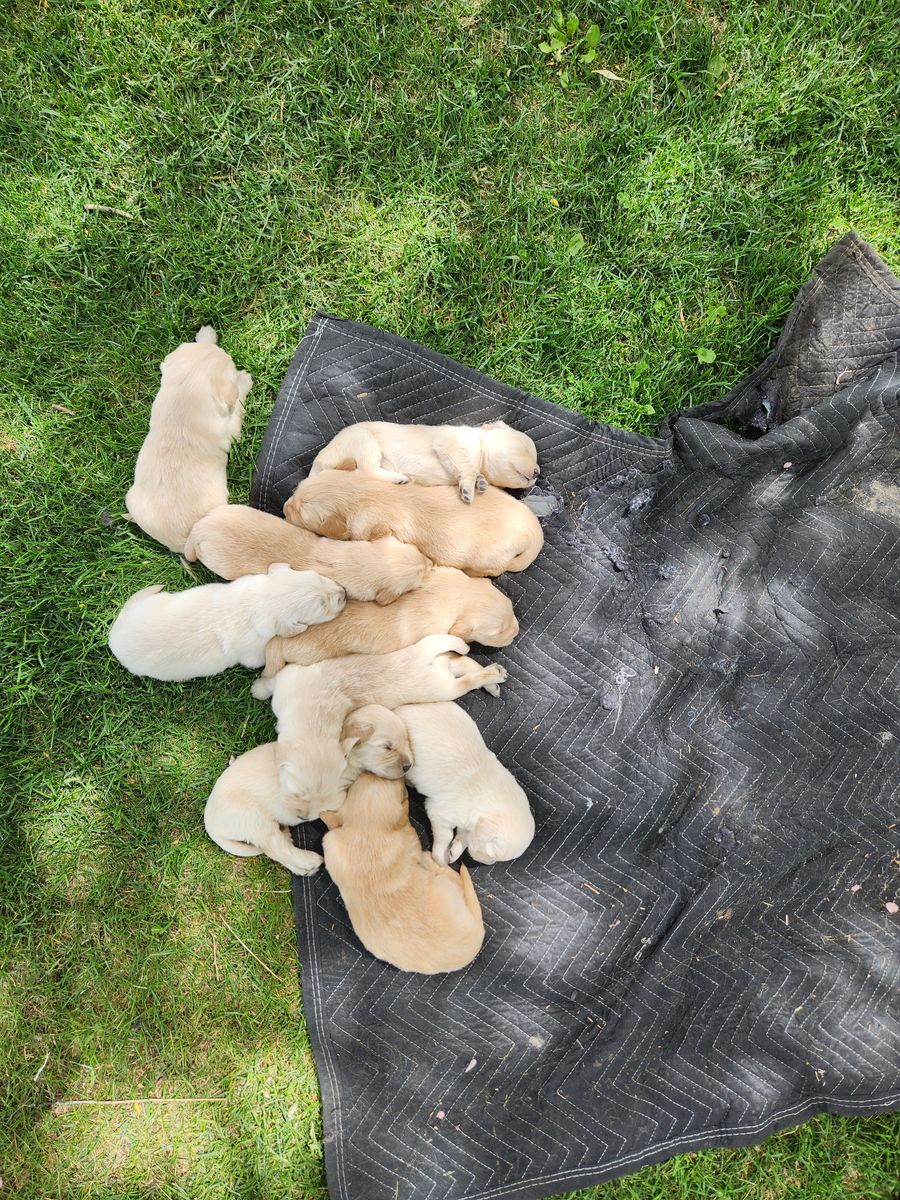 AKC Golden Retriever Puppies