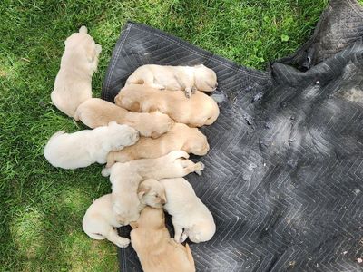 AKC Golden Retriever Puppies