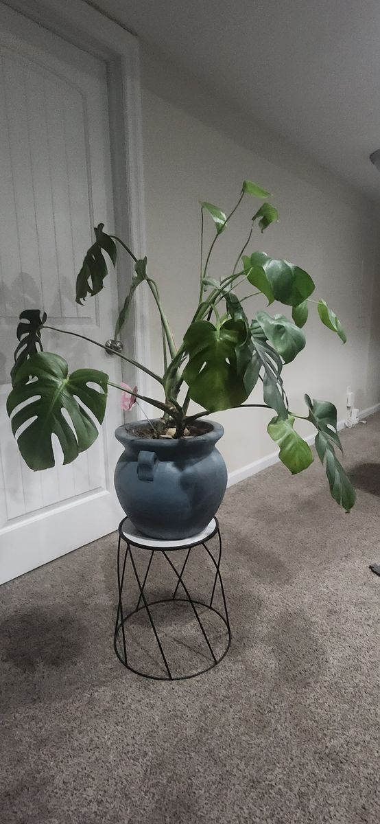 Three plant strands