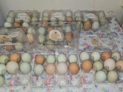 Farm fresh Coop Layers / Spoiled Girls