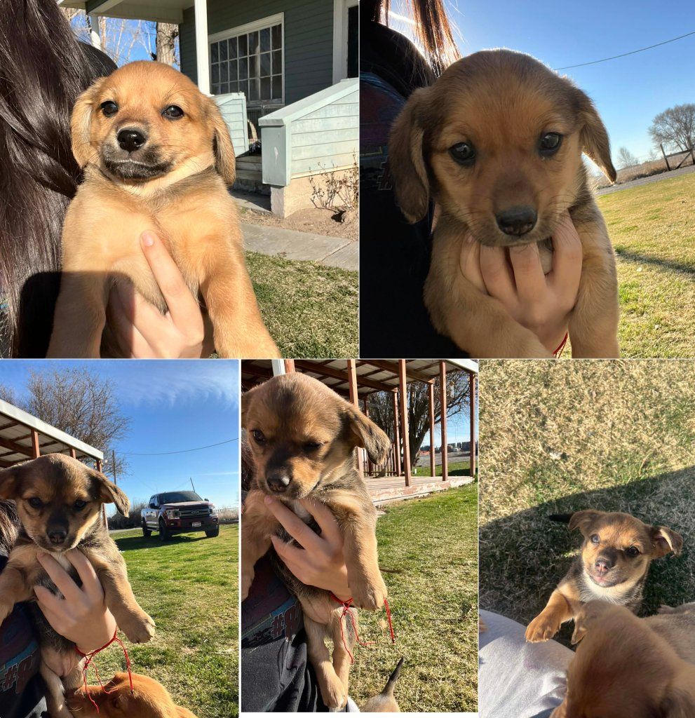 corgi chiweenie puppies
