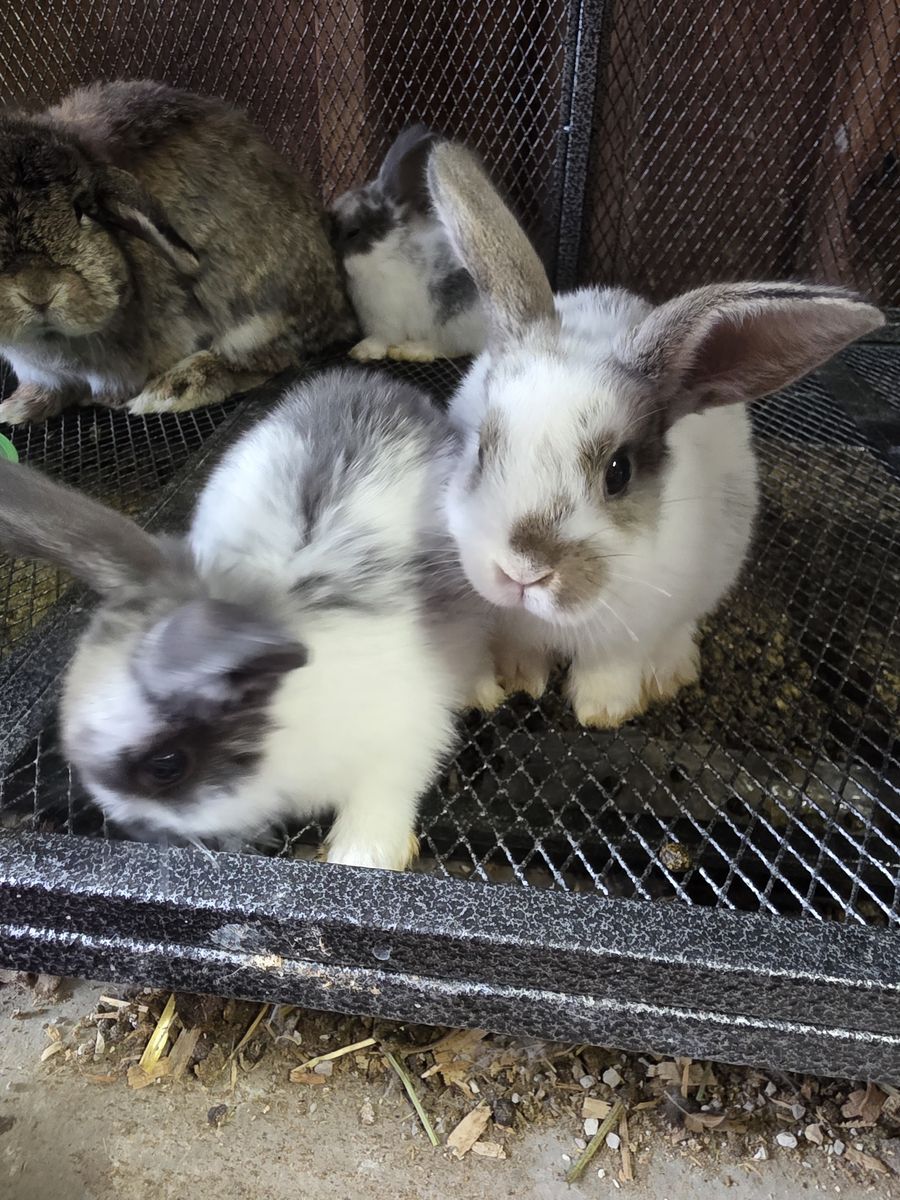 Baby Bunnies for Sale holland lop minis