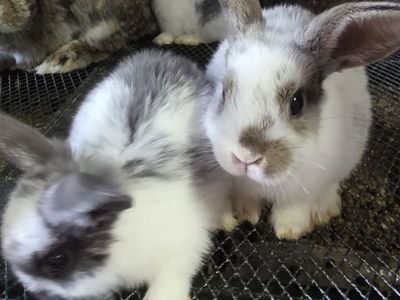 Baby Bunnies for Sale holland lop minis