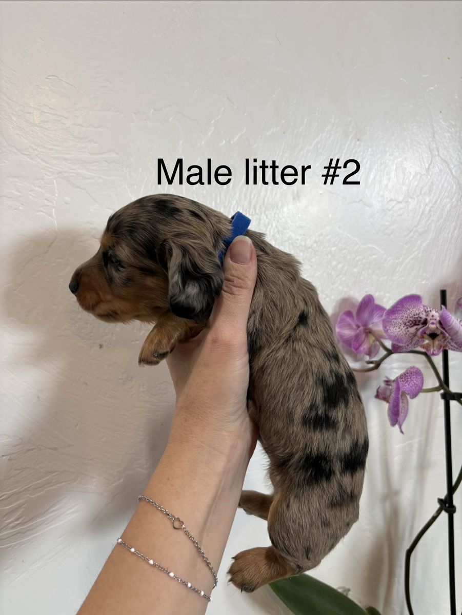 Main image 39