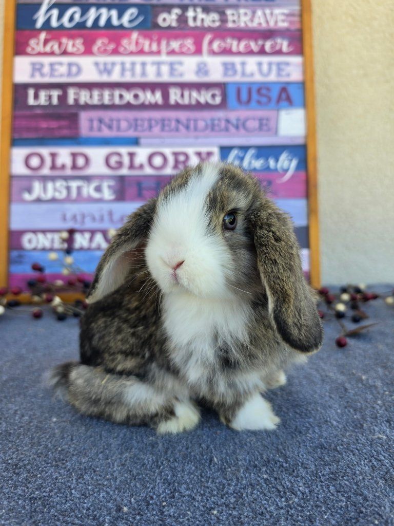 Adorable Chestnut VM Holland Lop Buck Bunny Rabbit for Sale