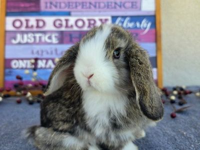 Adorable Chestnut VM Holland Lop Buck Bunny Rabbit for Sale