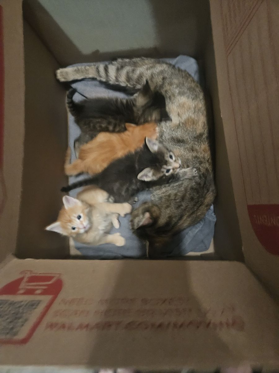 Pixie Bob mix kittens.Taking deposits