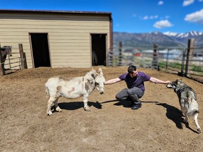 Registered Micro mini STUD SERVICE Mediterranean Jack (NOT FOR SALE)