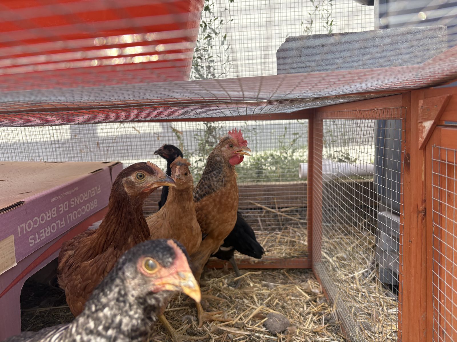 4 month old Golden Comet rooster $5 OBO