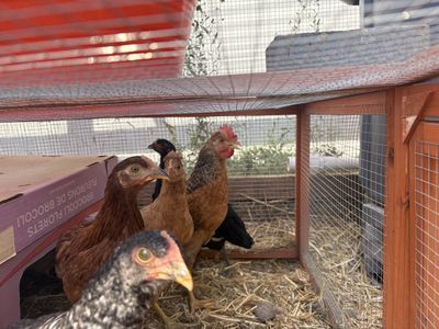 4 month old Golden Comet rooster $5 OBO