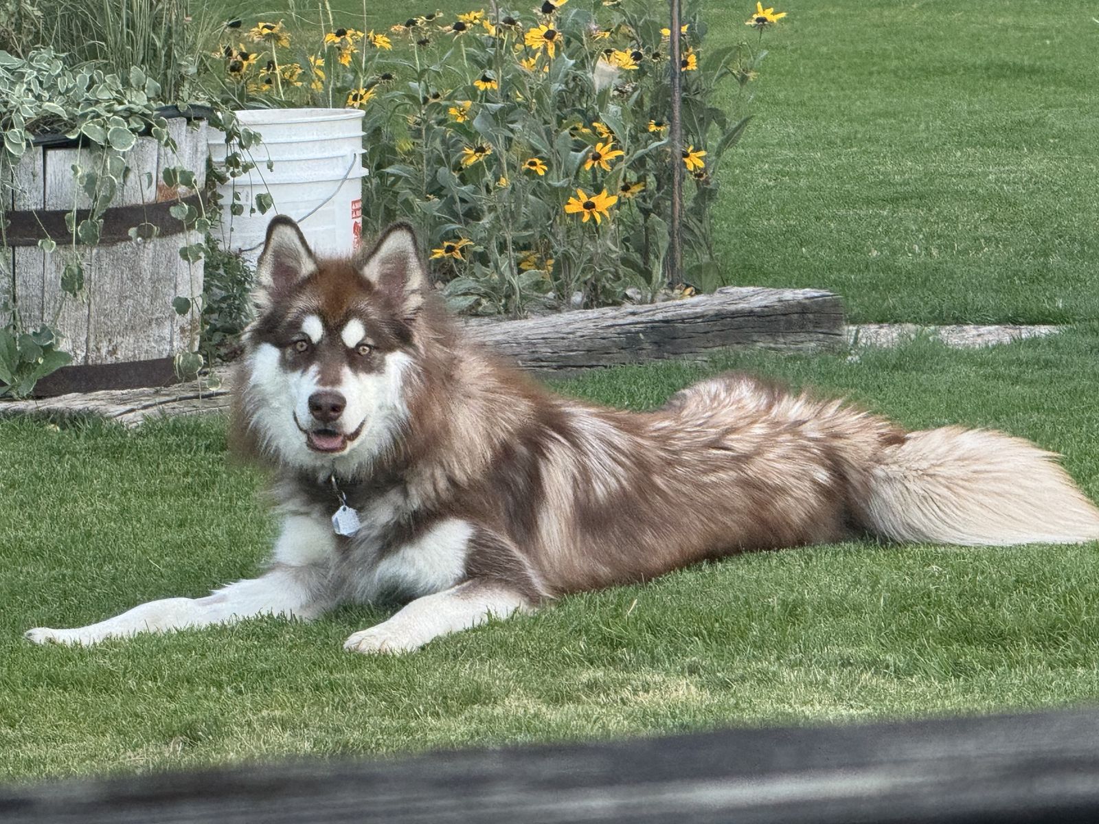 Alaskan Malamute