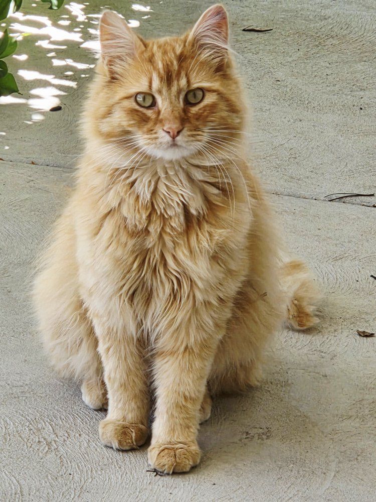 In need of person to rescue kitty