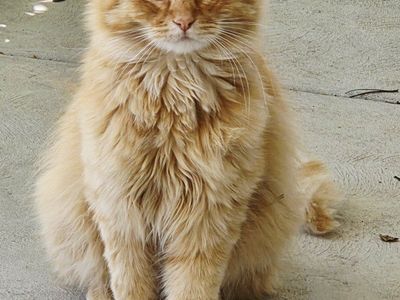 In need of person to rescue kitty