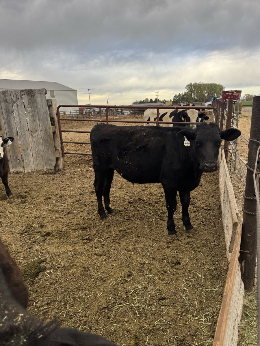 Grass Calves
