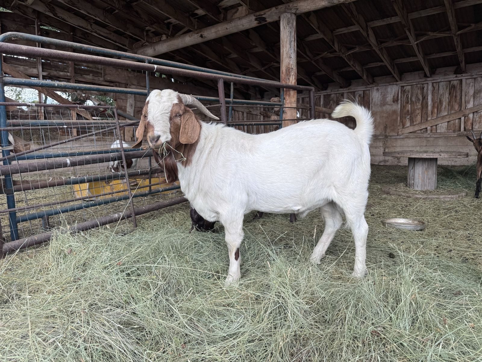 Boer Buck