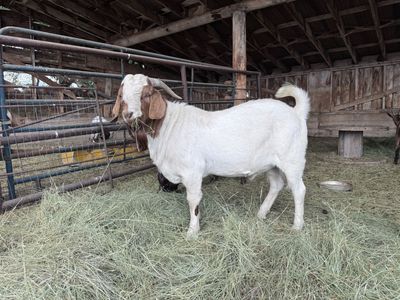 Boer Buck