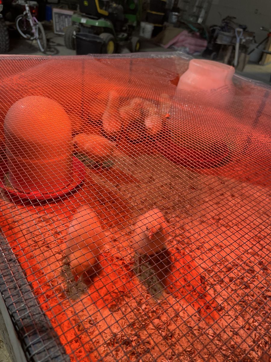 3 Week Old Leghorn Cross Chicks
