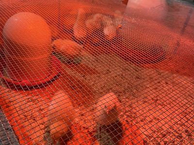 3 Week Old Leghorn Cross Chicks