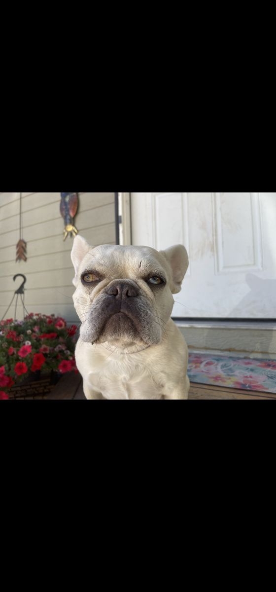 Frenchie Female