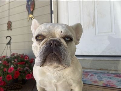 Frenchie Female